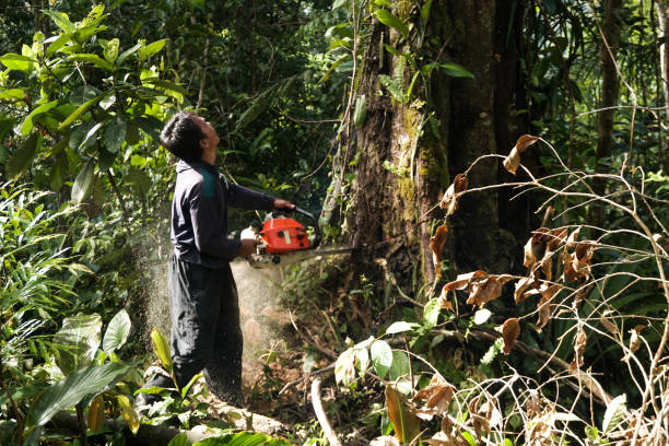 Best Hazardous Tree Removal  in Northchase, NC